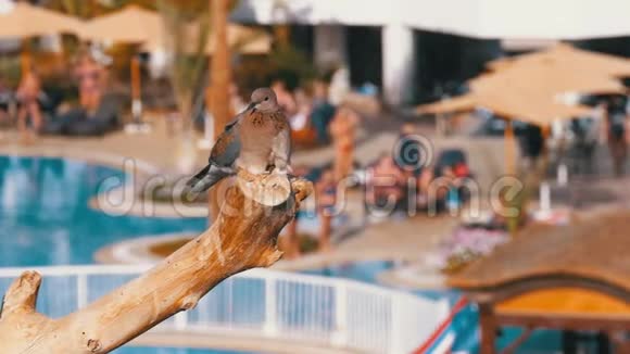 埃及鸽子坐在酒店背景的树枝上有一个游泳池视频的预览图