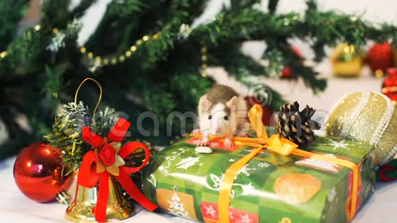 小老鼠靠近圣诞装饰视频的预览图
