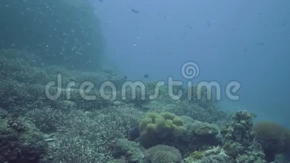 热带鱼在珊瑚礁背景下深海游泳水下世界和生境同时在珊瑚中潜水视频的预览图