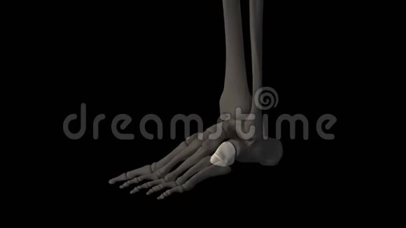 长方体的骨头视频的预览图