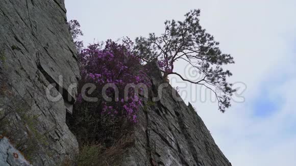 一个穿着黄色雨衣的年轻人沿着悬崖边爬边上有一棵树在摘花视频的预览图