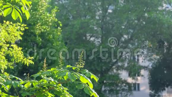 夏天城市空气中的杨树绒毛视频的预览图