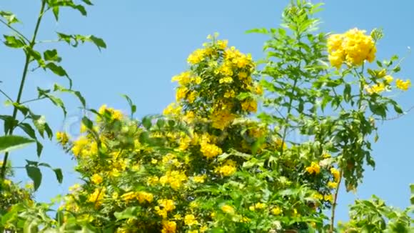 绿树背景上的黄花视频的预览图