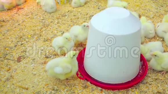 小小鸡喝水视频的预览图