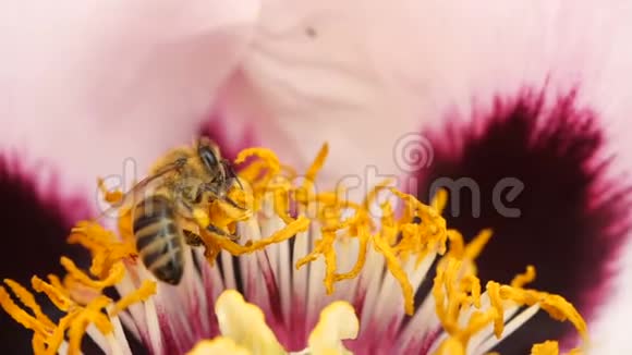 蜜蜂从牡丹花中采集花蜜超级慢动作蜜蜂特写镜头视频的预览图