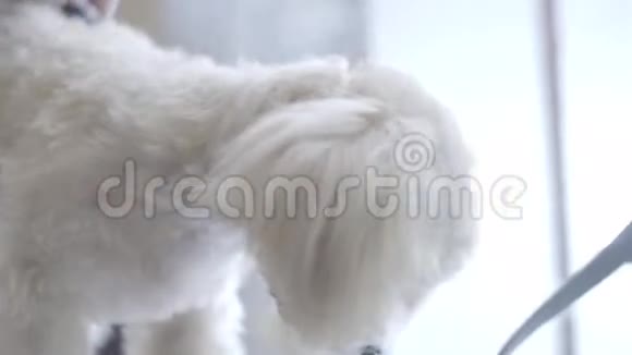 拉普狗肖像视频的预览图