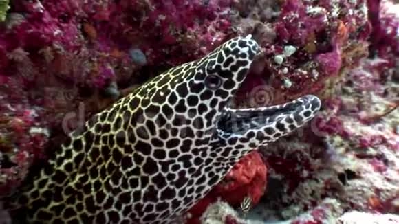 在马尔代夫海底寻找食物的斑豹莫雷鳗视频的预览图