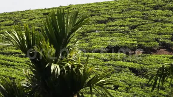 印度种植园的棕榈叶视频的预览图