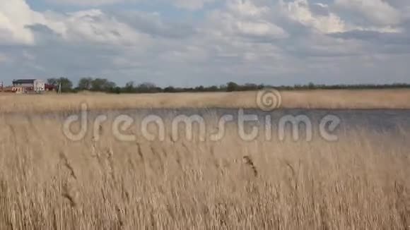 湖周围干燥的芦苇视频的预览图