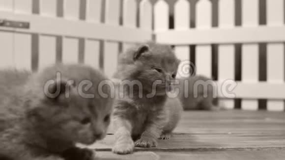 英国小猫在一个小院子里白色的栅栏室内活动和玩耍视频的预览图