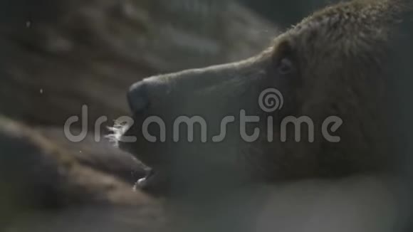野生棕熊特写视频的预览图
