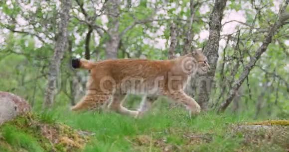 一个夏天的傍晚欧洲年轻的在森林里奔跑视频的预览图