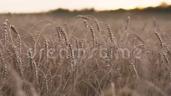 日落小麦景观农业产业主题视频的预览图