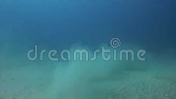愚蠢的在蓝色阳光下的海水中管道鱼在水下游泳视频的预览图