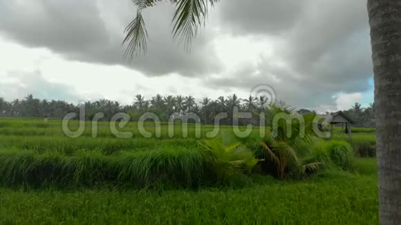 美丽的空中拍摄环绕着棕榈树的绿色稻田视频的预览图