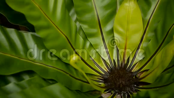 鸟巢蕨蕨类植物野生乐园热带雨林丛林植物为天然花卉背景抽象纹理视频的预览图