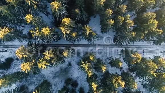 在冬天的森林中俯瞰泥土的轨迹视频的预览图