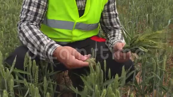 农民触摸黑麦视频的预览图