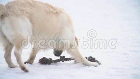金毛猎犬和阿拉拜犬玩耍视频的预览图