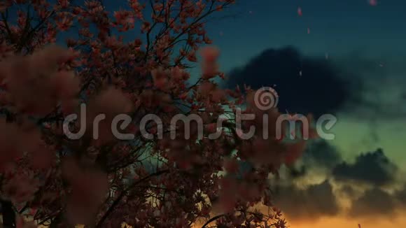 美丽的玉兰树落花日出视频的预览图
