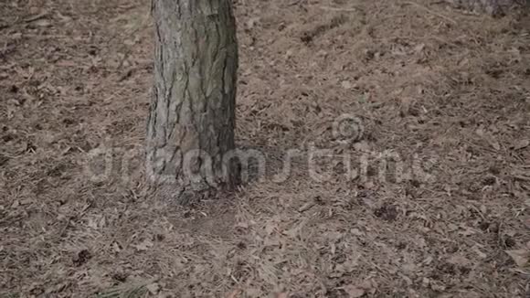 阳光明媚的一天棕色的树干在森林里视频的预览图