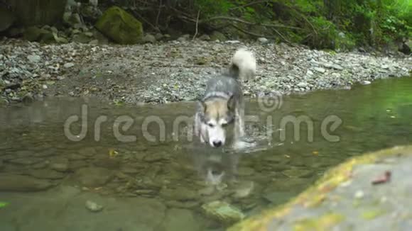 马拉穆特狗在山里的丛林自然公园里沿着一条山河的底部在水中散步徒步旅行视频的预览图