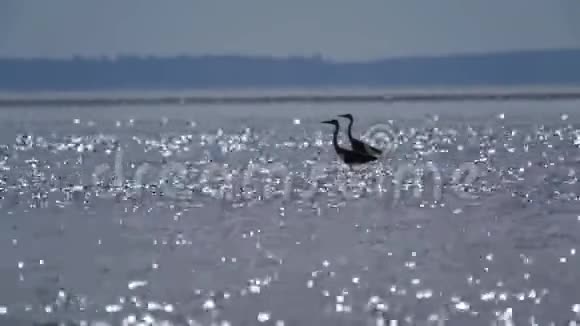 鹭鸟沿着一条大河的浅水缓慢地走着海伦猎鱼视频的预览图