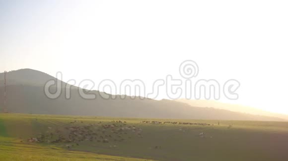 清晨山麓的羊群视频的预览图
