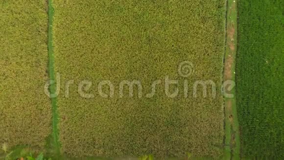 美丽的空中拍摄环绕着棕榈树的绿色稻田视频的预览图