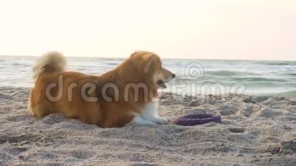 沙滩上的科吉狗视频的预览图