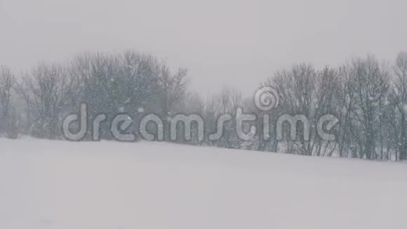 冬天的风景在森林和田野里飘落着雪花视频的预览图