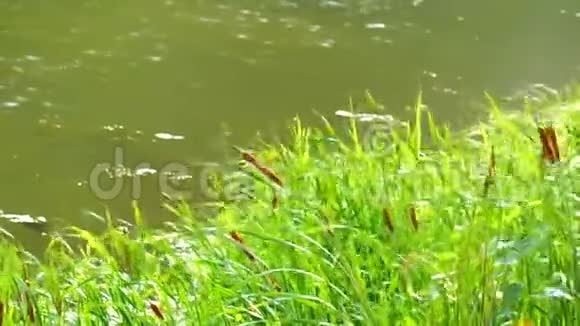 日落时分池塘里的芦苇视频的预览图