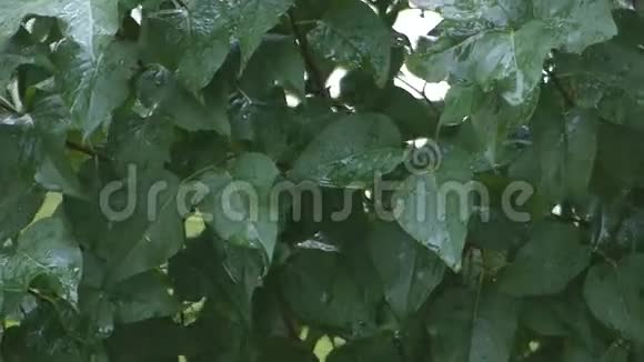 树叶在下雨视频的预览图