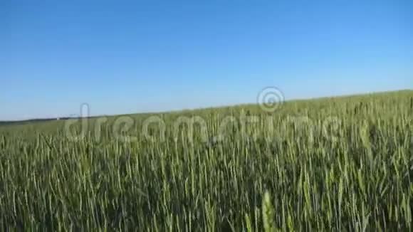 在蓝天下生长在田野上的绿色麦秆上的运动在阳光明媚的夏天穿过谷物草地视频的预览图