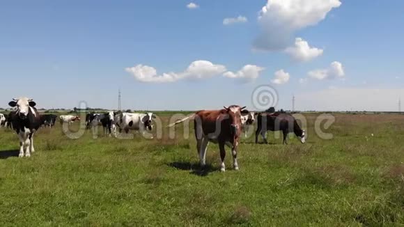 牧场中牛群中的棕牛村里的生活慢动作视频的预览图
