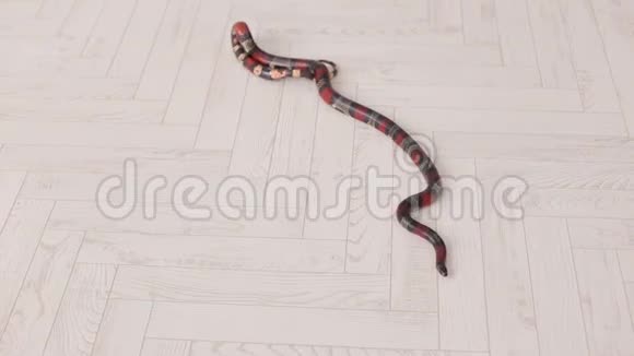 一条黑红蛇的特写躺在白色的木地板上视频的预览图
