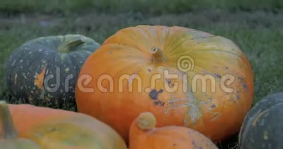 收获南瓜后秋天的乡村田园风光视频的预览图
