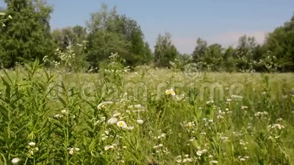 夏天草地上的花视频的预览图