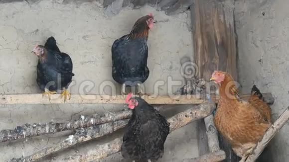 冬天鸡坐在农村鸡舍里视频的预览图