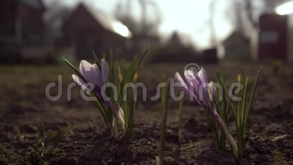 花园里第一朵春花花园背景上的雪花4K视频的预览图