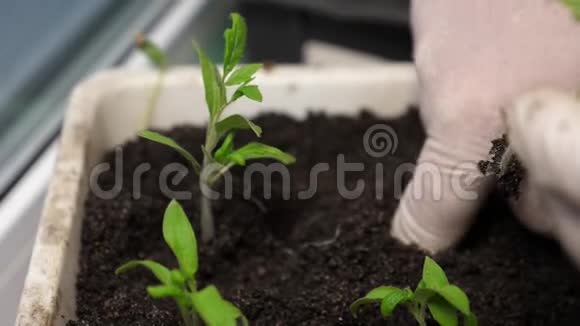 绿苗是用戴手套的手在温室里种在地上的特写镜头培养和选择视频的预览图