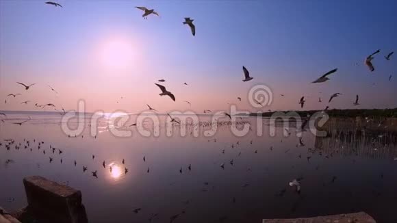 海鸥在夕阳下慢悠悠地飞翔视频的预览图
