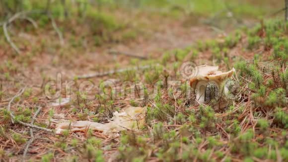 近距离观看地面森林中的蘑菇人用白色靴子敲掉蘑菇视频的预览图