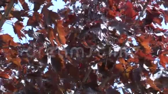 红叶在秋风中翩翩起舞视频的预览图
