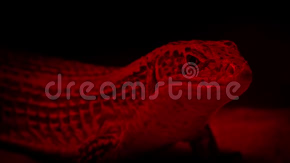 蜥蜴在热灯下休息视频的预览图