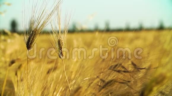 风中熟麦穗大麦摇摆与夕阳的慢动作特写视频的预览图