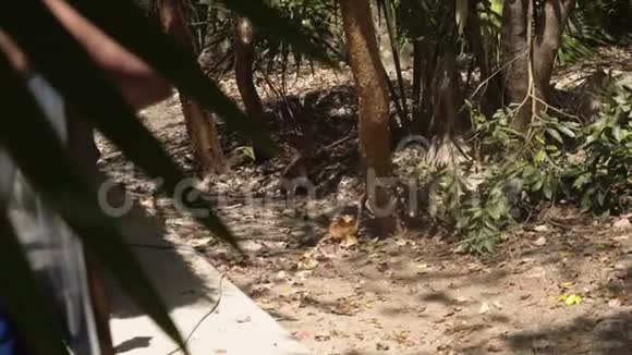 野生动物的殖民地有趣的是纳苏阿科蒂斯正在树叶间寻找食物厚厚的丛林4k视频的预览图