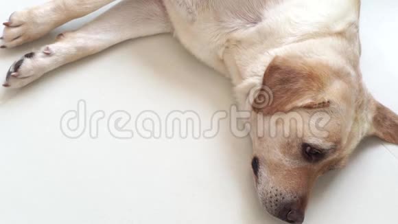 疲惫的狗躺在房间的地板上睡觉把睡着的米色拉布拉多狗关在房间里的地板上国内视频的预览图