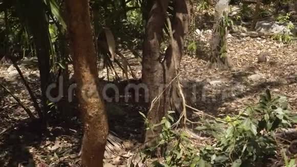 森林里一小群两只纳苏阿兽正在挖地3月墨西哥图卢姆4K视频的预览图