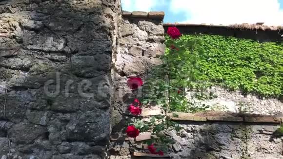 红色的攀爬在旧墙上升起视频的预览图